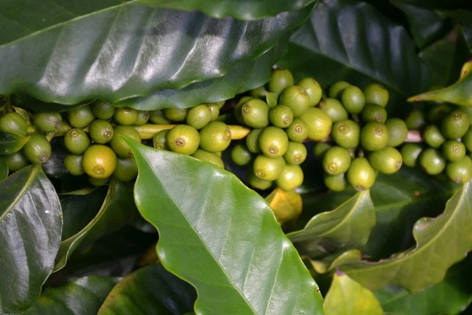 Titanium Coffee retail experience