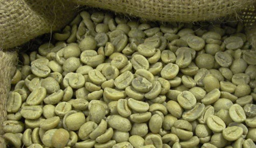 Premium green coffee beans before roasting