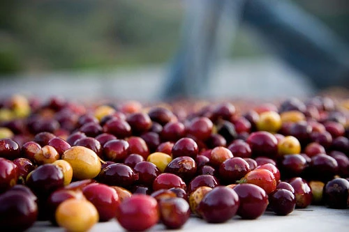 Whole coffee beans